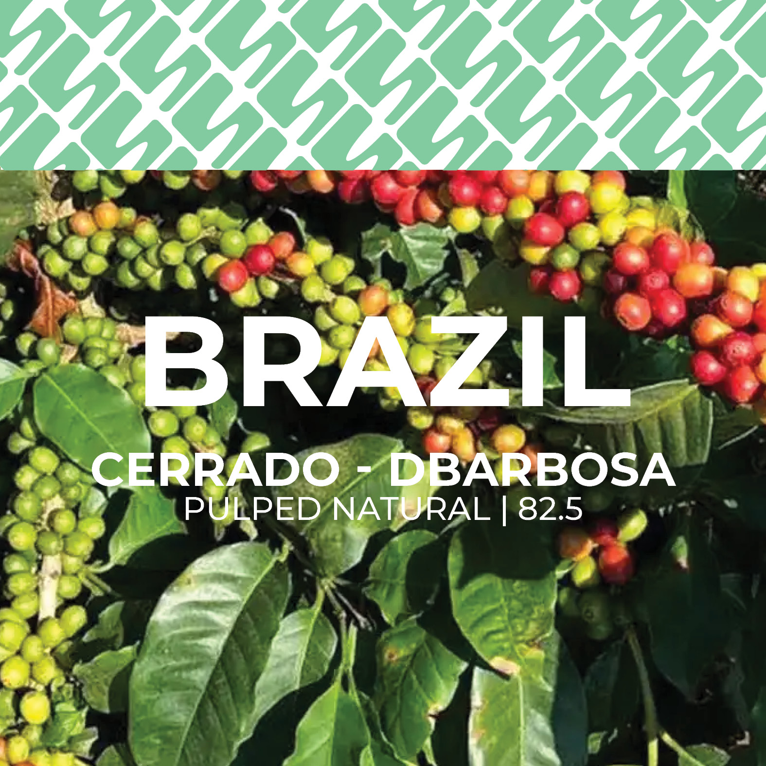 Brazil - Cerrado DBarbosa