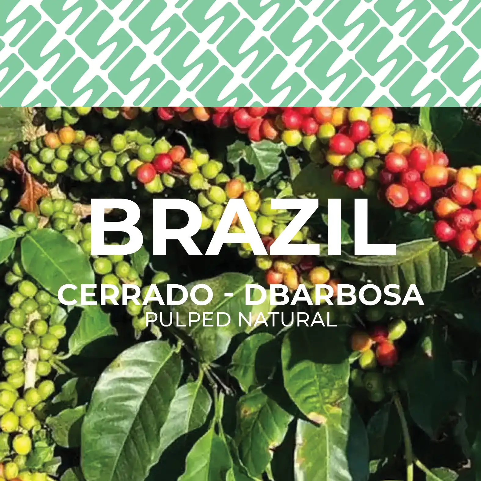 Brazil - Cerrado DBarbosa