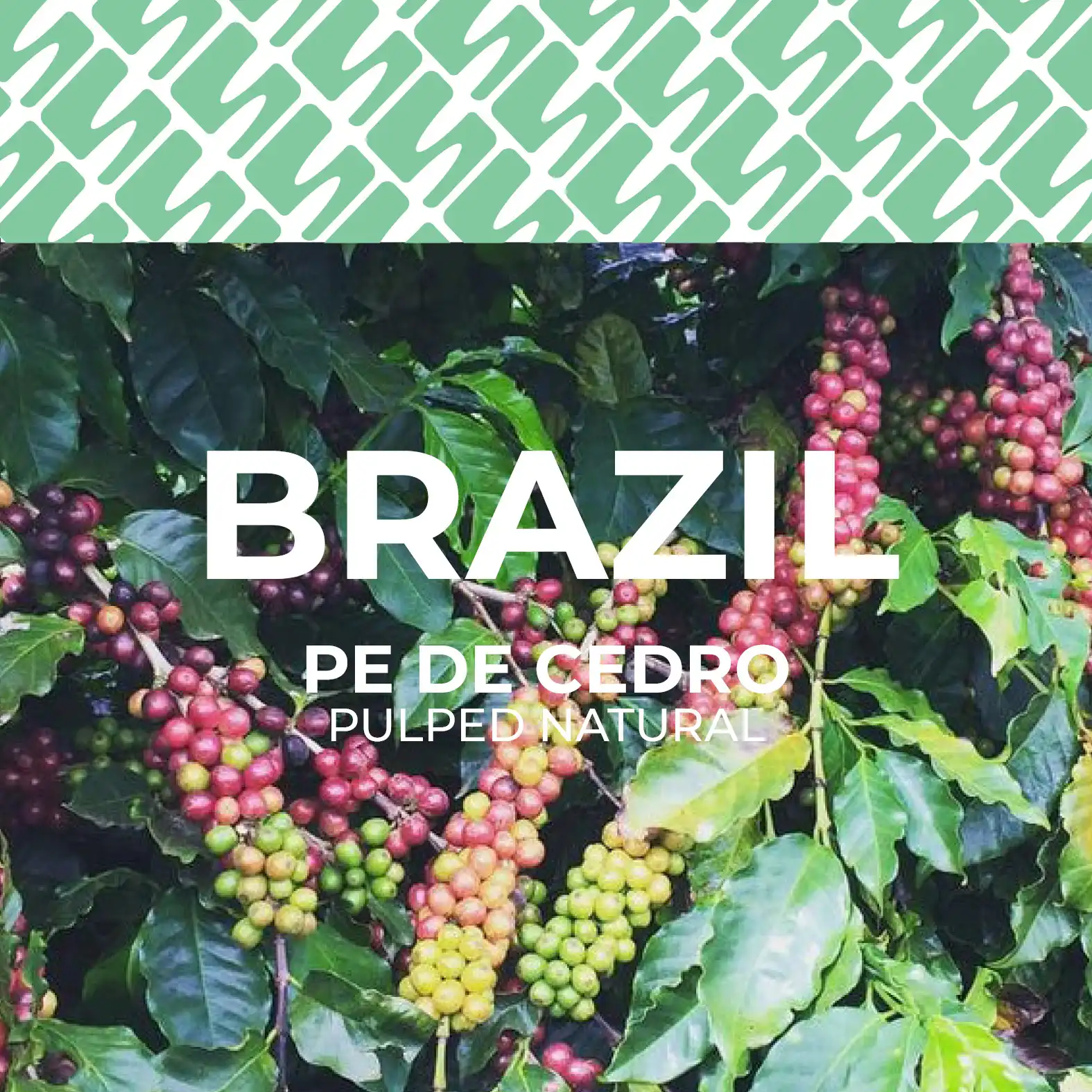 Brazil - Pe de Cedro