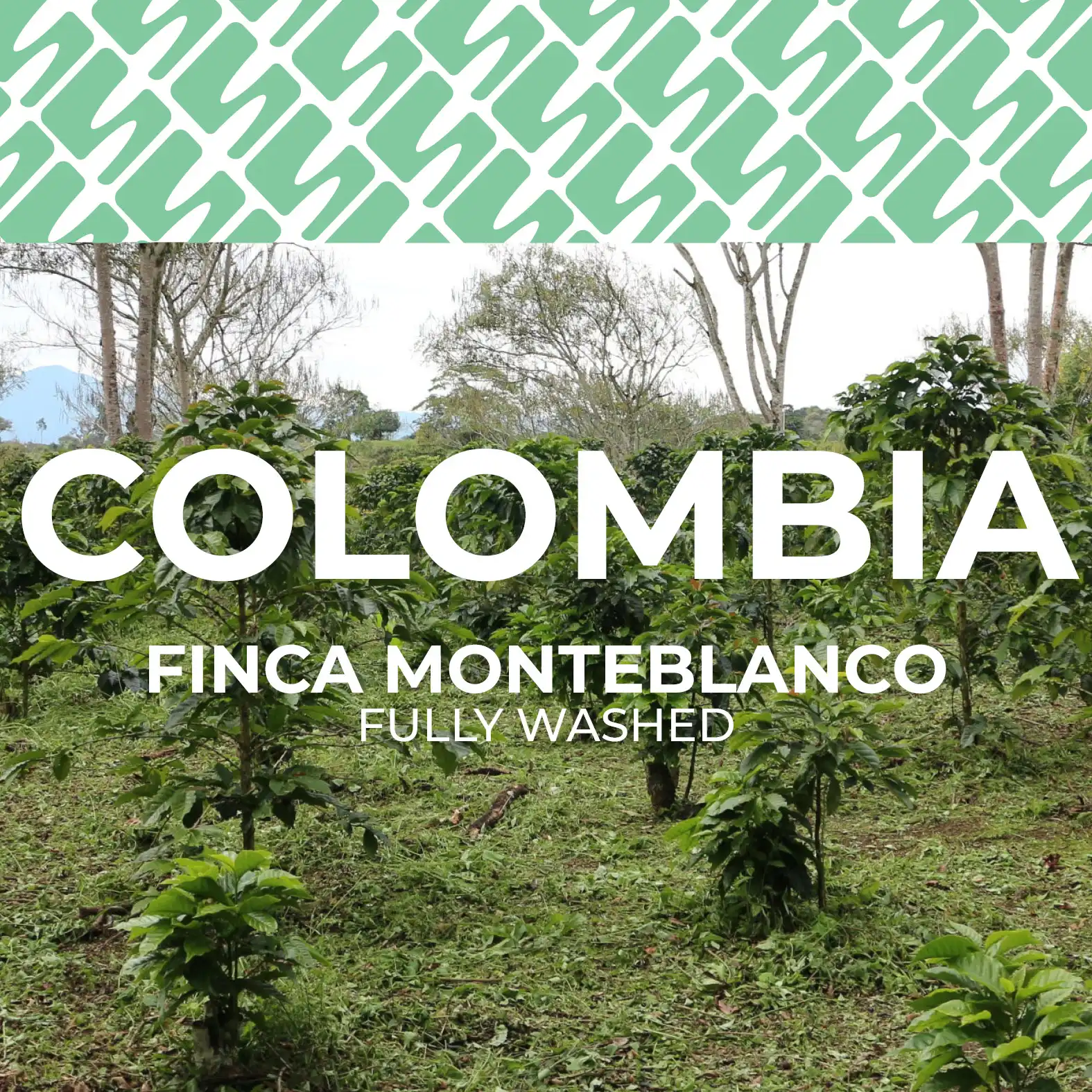 Colombia - Finca Monteblanco