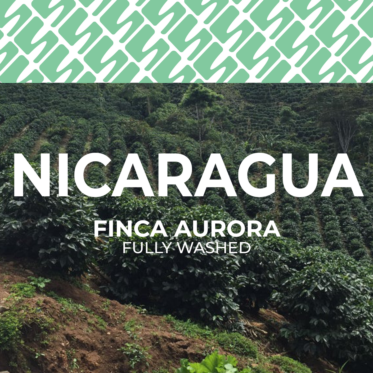 Nicaragua - Finca Aurora