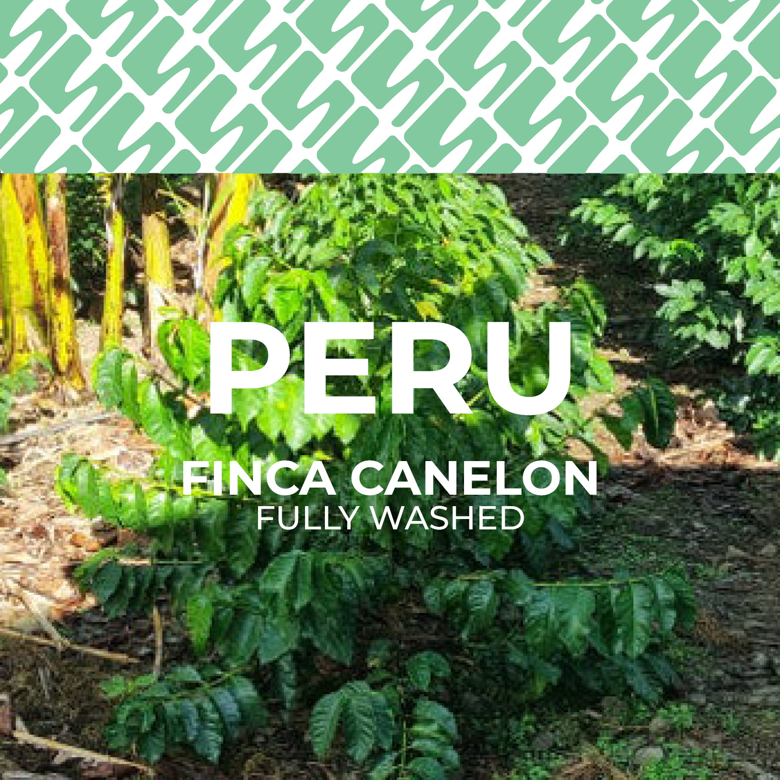 Peru - Finca Canelon