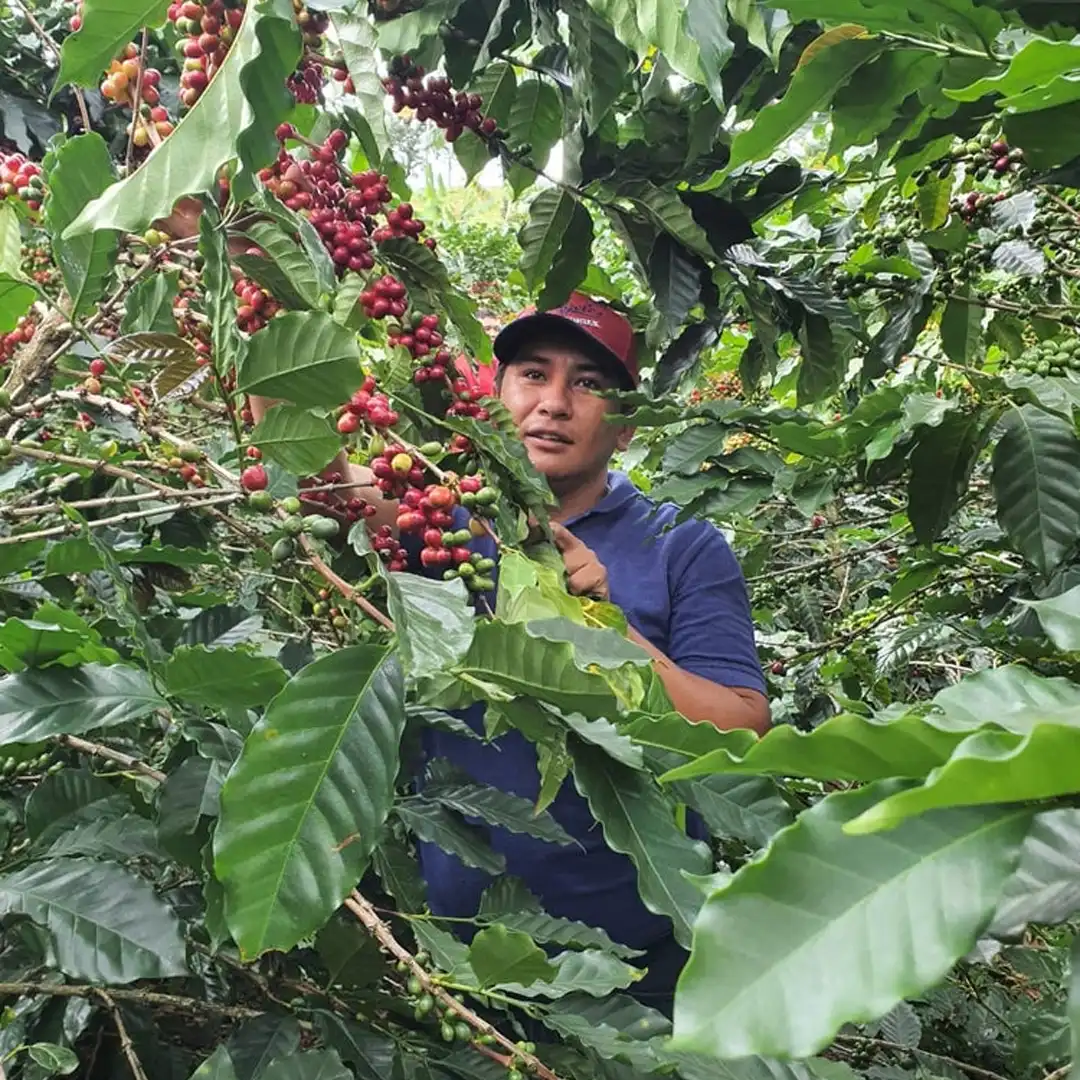 Colombia - Finca Monteblanco
