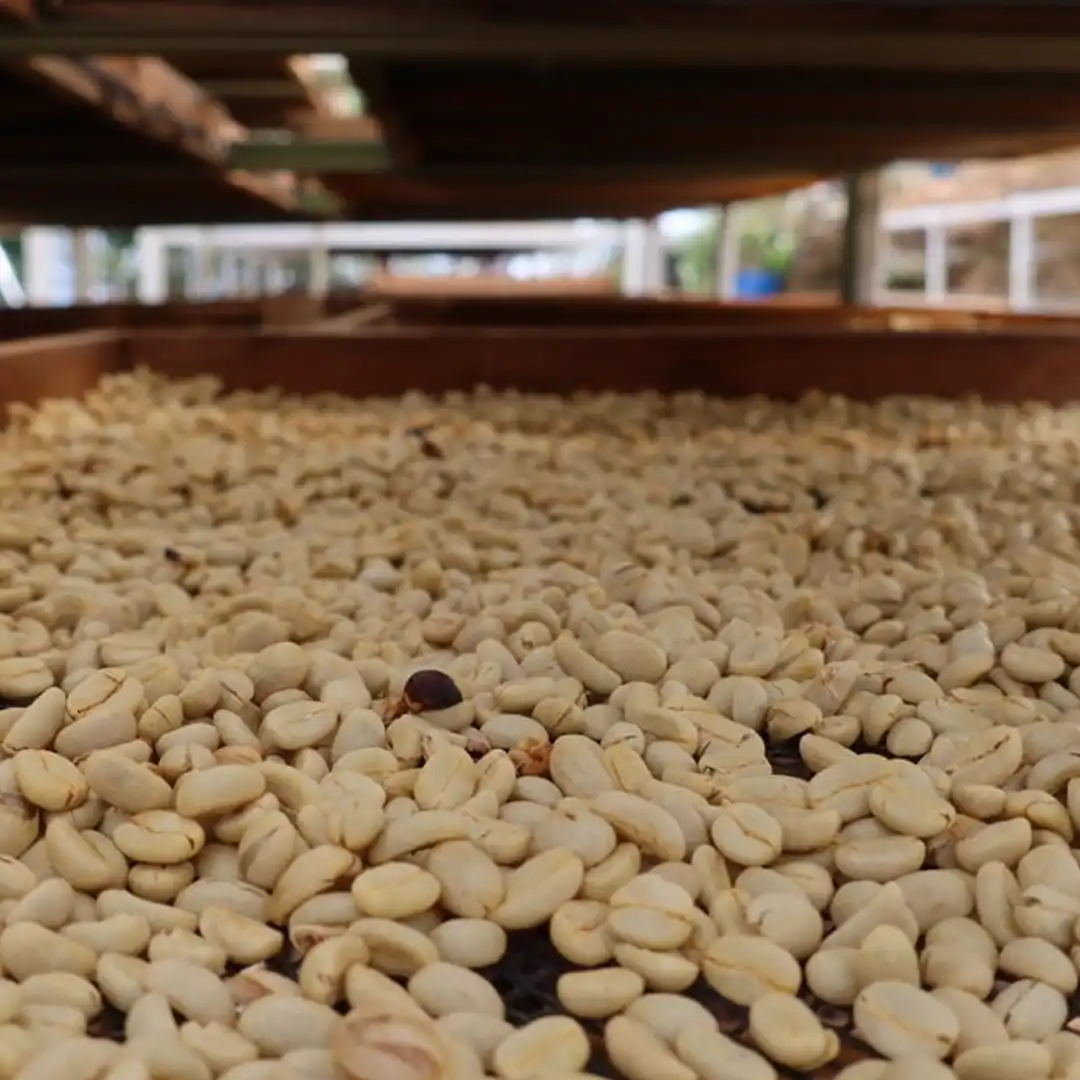 Peru - Finca La Marguerita