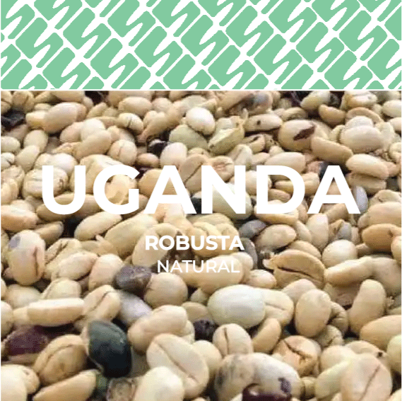 UGANDA - Robusta Scr.