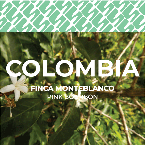 Colombia - Finca Monteblanco