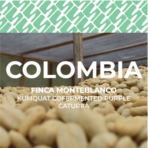 Colombia - Finca Monteblanco