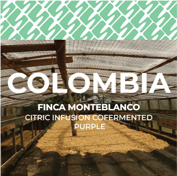 Colombia - Finca Monteblanco