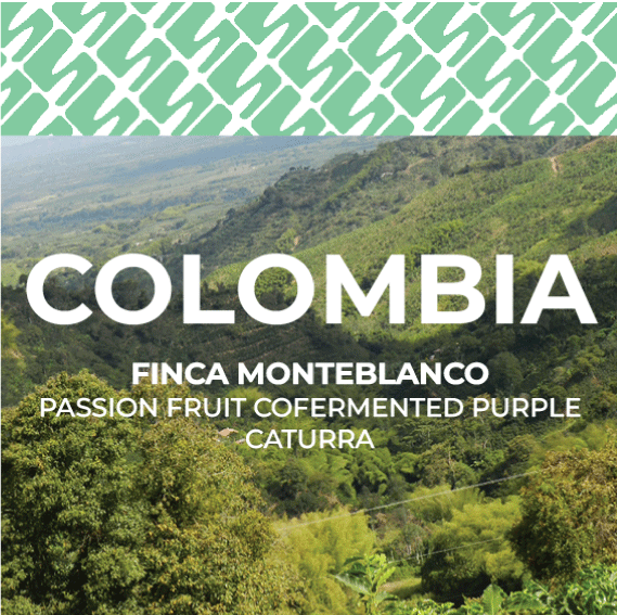 Colombia - Finca Monteblanco