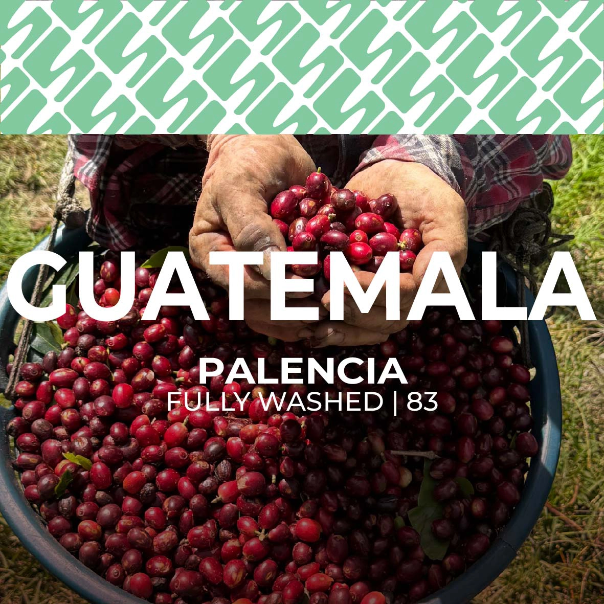sucasu coffee covers (1) Guatemala - Palencia