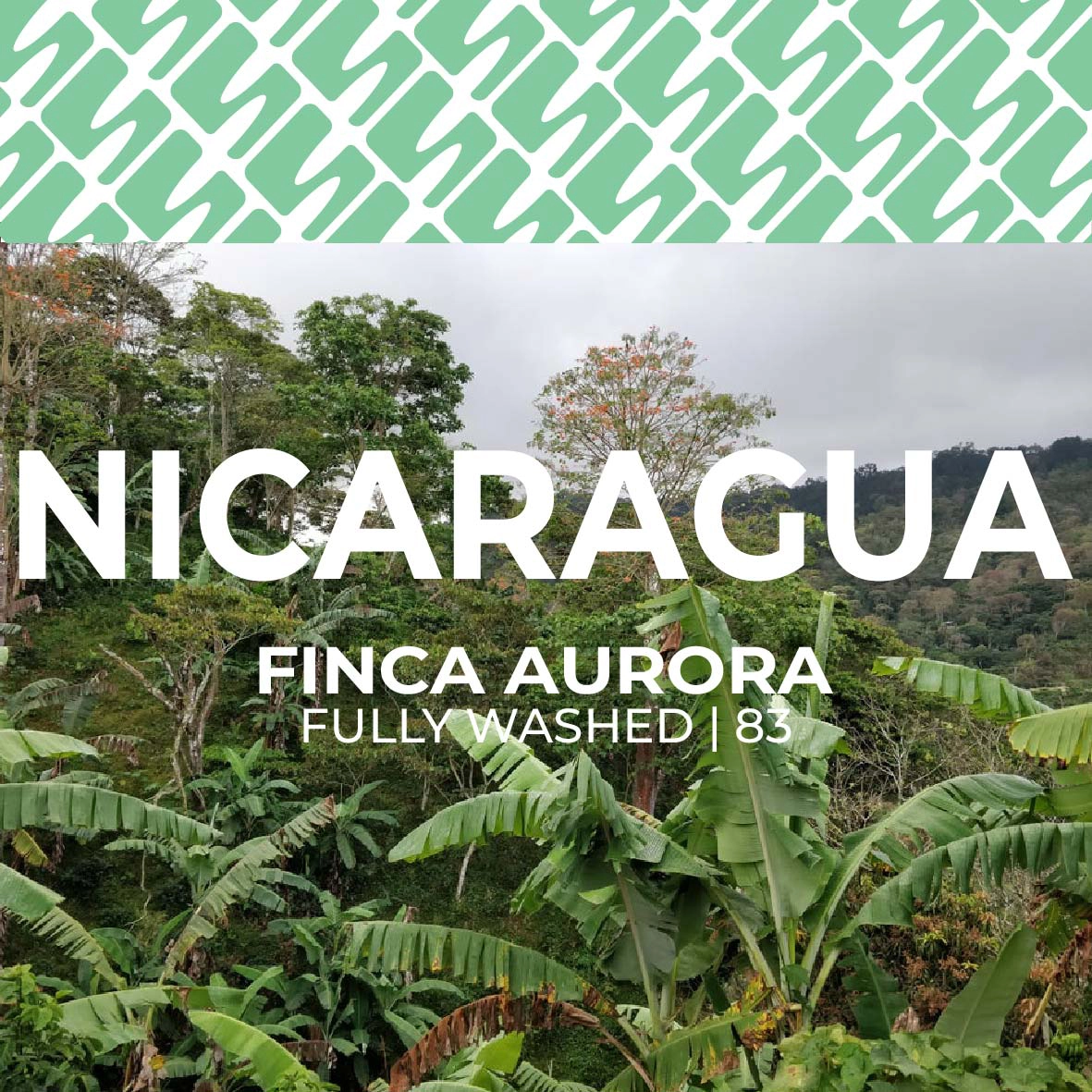 Nicaragua - Finca Aurora